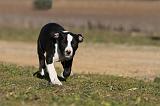 AMSTAFF  PUPPIES 082